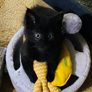 Maverick -  Domestic Medium Hair Cat for Adoption in Pasadena, California - Maverick | PetCurious