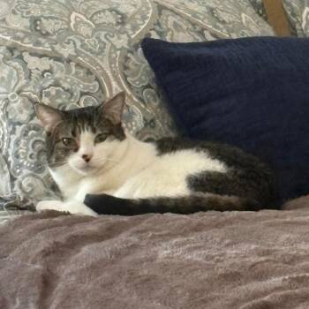 Domestic Short Hair Cats Available for Adoption in Las Vegas, Nevada - Millie Cat OS NV | PetCurious