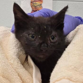 Quill -  Domestic Short Hair Cat for Adoption in Chattanooga, Tennessee - Quill | PetCurious