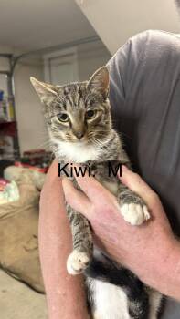 Domestic Short Hair Cats Available for Adoption in White Bluff, Tennessee - Kiwi | PetCurious