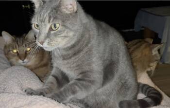 Rebel (and Target and Lovey) -  Domestic Short Hair Cat Available for Adoption in Palm Coast, Florida - Rebel (and Target And Lovey) | PetCurious