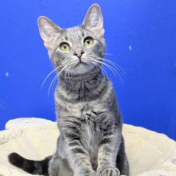 Rescue Domestic Short Hair Cats for Adoption in Los Angeles, California - Simi | PetCurious