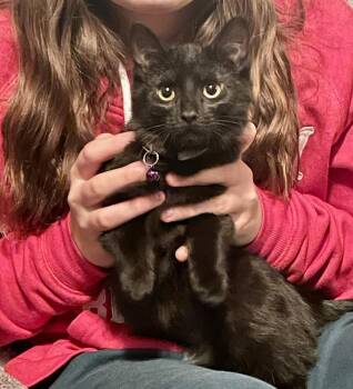 Domestic Short Hair Cats Available for Adoption - Helen Alberts | PetCurious