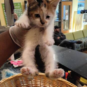 Luna -  Domestic Short Hair Cat for Adoption in Lynchburg, Virginia - Luna | PetCurious