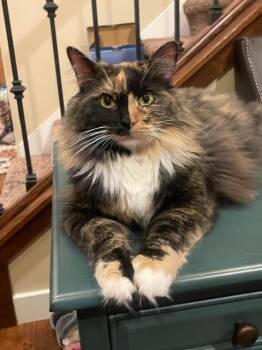 Rescue Domestic Long Hair Cats for Adoption in Millcreek, Utah - Ms Checkers | PetCurious