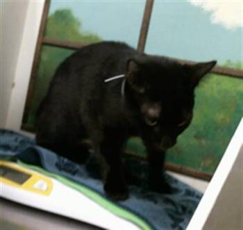 BB -  Domestic Short Hair Cat for Adoption in Houston, Texas - BB | PetCurious