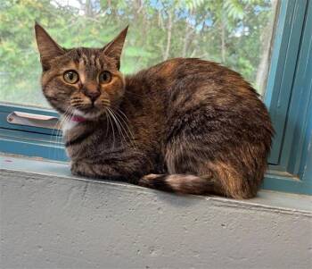 NOXEEMA JACKSON -  Domestic Short Hair Cat for Adoption in Peoria, Illinois - NOXEEMA JACKSON | PetCurious