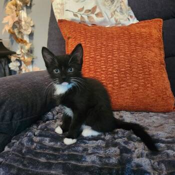 SQUASH -  Tuxedo Cat for Adoption - SQUASH | PetCurious