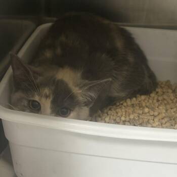 Candy Cane -  Domestic Short Hair Cat for Adoption in Marion, Virginia - Candy Cane | PetCurious