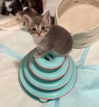 Domestic Short Hair Cats Available for Adoption in Columbia, South Carolina - Gloves | PetCurious