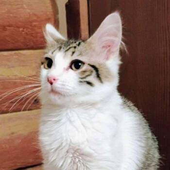 Mr. Darcy -  Domestic Long Hair Cat Available for Adoption in Laramie, Wyoming - Mr. Darcy | PetCurious