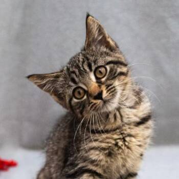 Niko -  Domestic Short Hair Cat for Adoption in Minneapolis, Minnesota - Niko | PetCurious