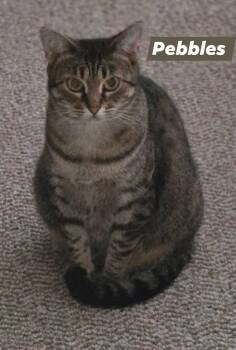 Rescue Domestic Short Hair Cats for Adoption in Spencerville, Ontario - Faith & Pebbles | PetCurious