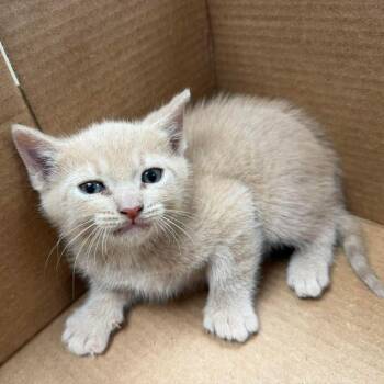 Marvin in Vienna, VA -  Domestic Short Hair Cat Available for Adoption - Marvin In Vienna, VA | PetCurious
