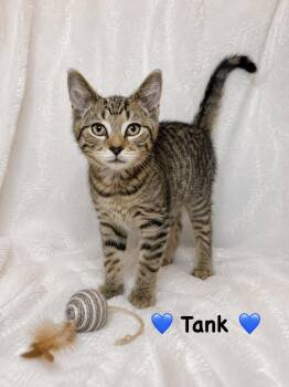 Tank -  Tabby Cat for Adoption in Copley, Ohio - Tank | PetCurious