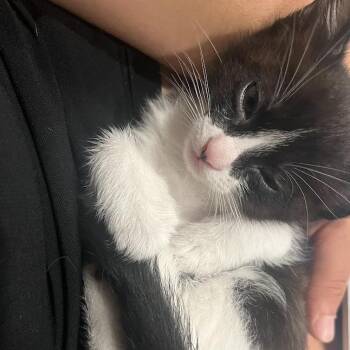 Domestic Short Hair Cats Available for Adoption in Austin, Texas - Jiji 3 | PetCurious