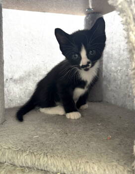 Rescue Tuxedo and Domestic Short Hair Cats for Adoption in Buford, Georgia - Mousse | PetCurious