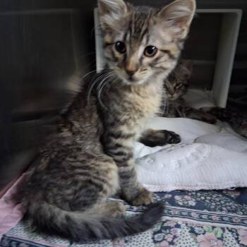 Domestic Short Hair Cats Available for Adoption in Cedaredge, Colorado - Coco | PetCurious