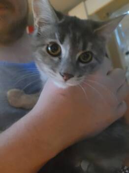 Magic -  Domestic Short Hair Cat for Adoption in Salisbury, North Carolina - Magic | PetCurious