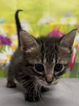 Domestic Short Hair Cats Available for Adoption in San Antonio, Texas - Flour | PetCurious