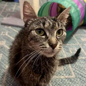 Forklift -  Domestic Short Hair Cat for Adoption in Evanston, Illinois - Forklift | PetCurious