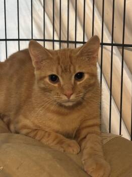 Sammy -  Domestic Short Hair Cat for Adoption in Spring City, Pennsylvania - Sammy | PetCurious