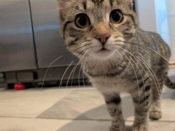 Domestic Short Hair Cats Available for Adoption - Katy | PetCurious