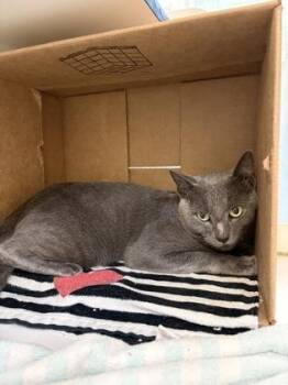 Oscar the Grouch -  Domestic Short Hair Cat for Adoption in Vero Beach, Florida - Oscar The Grouch | PetCurious