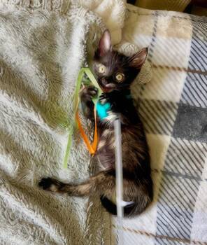 Mina -  Domestic Short Hair Cat for Adoption in Nashville, Tennessee - Mina | PetCurious