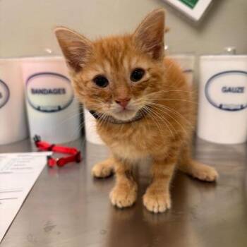 Kobe -  Domestic Short Hair Cat Available for Adoption - Kobe | PetCurious