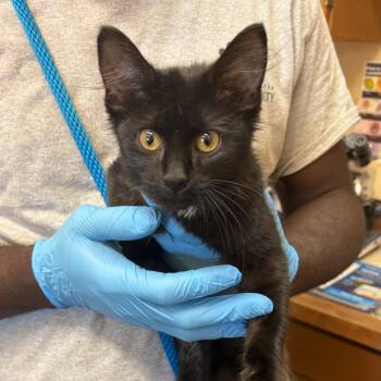 Wolfie -  Domestic Short Hair Cat for Adoption in Birmingham, Alabama - Wolfie | PetCurious