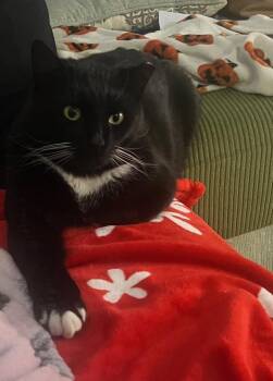 Domestic Short Hair Cats Available for Adoption - Butternut | PetCurious