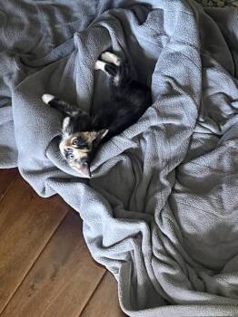Moxie -  Domestic Short Hair Cat for Adoption in Austin, Texas - Moxie | PetCurious