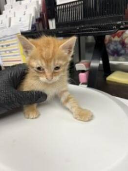 MOOSE -  Domestic Short Hair Cat for Adoption in Stockton, California - MOOSE | PetCurious
