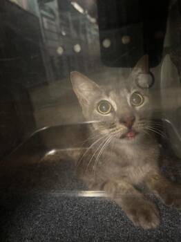 Mayfly -  American Shorthair Cat for Adoption in Rockport, Texas - Mayfly | PetCurious