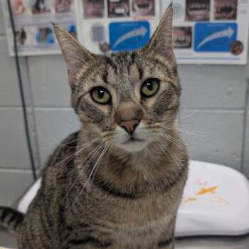 Dolphin -  Domestic Short Hair Cat for Adoption in West Olive, Michigan - Dolphin | PetCurious