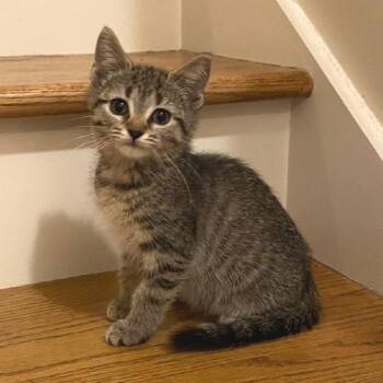 Lucy -  Domestic Short Hair Cat for Adoption in Chattanooga, Tennessee - Lucy | PetCurious