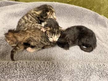 Domestic Short Hair Cats Available for Adoption in Riverside, California - ERIN | PetCurious