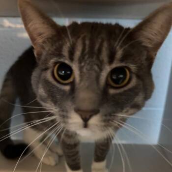 Lilo -  Domestic Short Hair Cat for Adoption in Lakewood, Colorado - Lilo | PetCurious