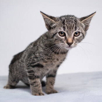 Rescue Domestic Short Hair Cats for Adoption in Pasadena, California - BANDITA | PetCurious