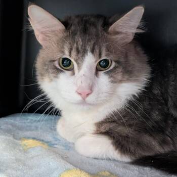 Gabriel -  Domestic Medium Hair Cat for Adoption in Spokane, Washington - Gabriel | PetCurious