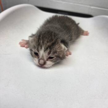 Ralphie -  Domestic Short Hair Cat for Adoption in Parkersburg, West Virginia - Ralphie | PetCurious