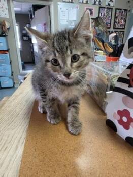 Brownie -  Domestic Short Hair Cat for Adoption in Steamboat Springs, Colorado - Brownie | PetCurious