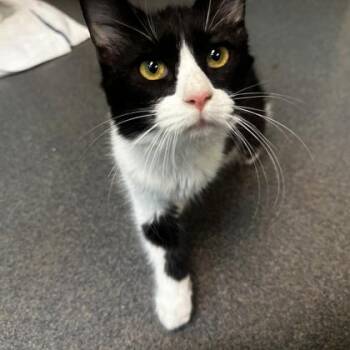 Ethernet -  Domestic Medium Hair Cat for Adoption in Richmond, Virginia - Ethernet | PetCurious