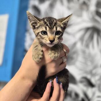 Miso -  Domestic Short Hair Cat for Adoption in Wahiawa, Hawaii - Miso | PetCurious