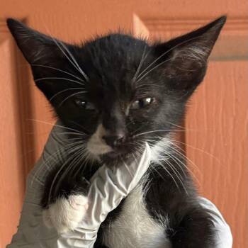 Domestic Short Hair Cats Available for Adoption in Huntington Beach, California - Joe | PetCurious