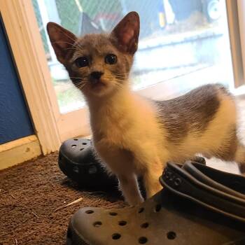Charm ~ C70162 -  Domestic Short Hair Cat for Adoption in Minnetonka, Minnesota - Charm ~ C70162 | PetCurious