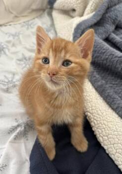 Rescue Tabby Cats for Adoption in Trophy Club, Texas - Max Purrstappen | PetCurious