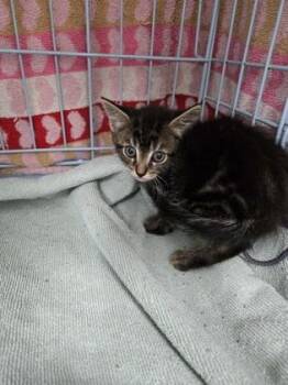 Domestic Short Hair Cats Available for Adoption in Gainesville, Florida - Kimi (noble) | PetCurious