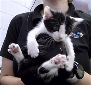 KEONI -  Domestic Short Hair Cat for Adoption in St. Cloud, Florida - KEONI | PetCurious